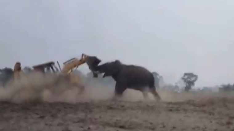 بھارت میں سیریل کلر ہاتھی سامنے آ گیا، علاقے میں الرٹ جاری