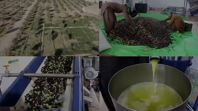 بلوچستان کی زرعی صلاحیت نے پاکستان کا نام عالمی سطح پر روشن کر دیا