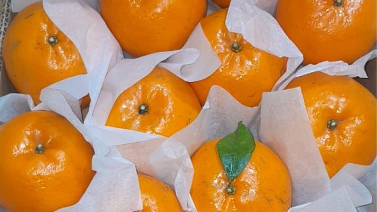 پاک افغان بارڈر کی بندش سے کینو سستے، شہری خوش، باغبان پریشان