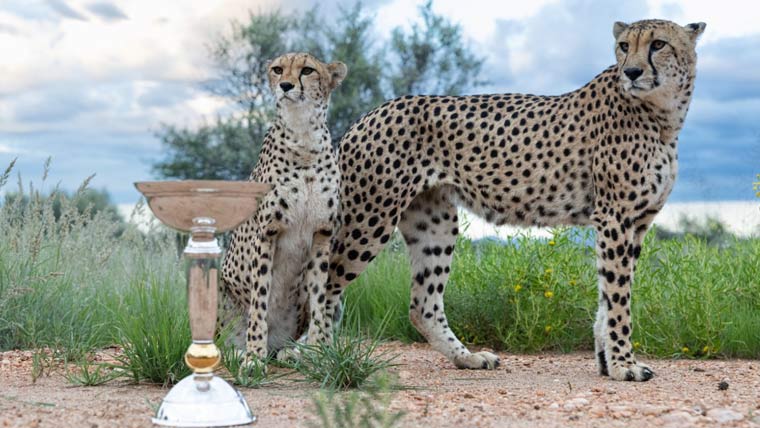 ورلڈکپ ٹرافی انڈر 19 کا چیتوں کے ساتھ فوٹو شوٹ وائرل