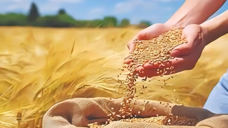 پنجاب میں گندم کی قیمت میں 700 روپے فی من اضافہ