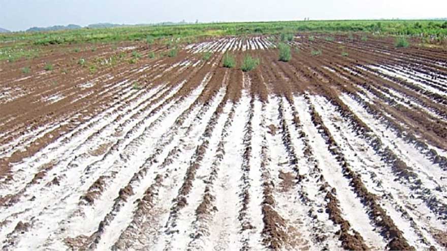 Bio-saline farming reclaims 460 acres of salt-affected land in Sindh