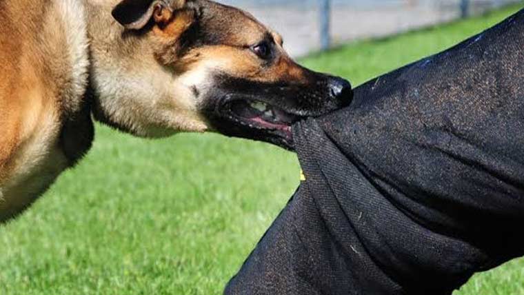 قصور: آوارہ کتوں نے میاں بیوی اور ایک 10 سالہ بچے کو کاٹ لیا