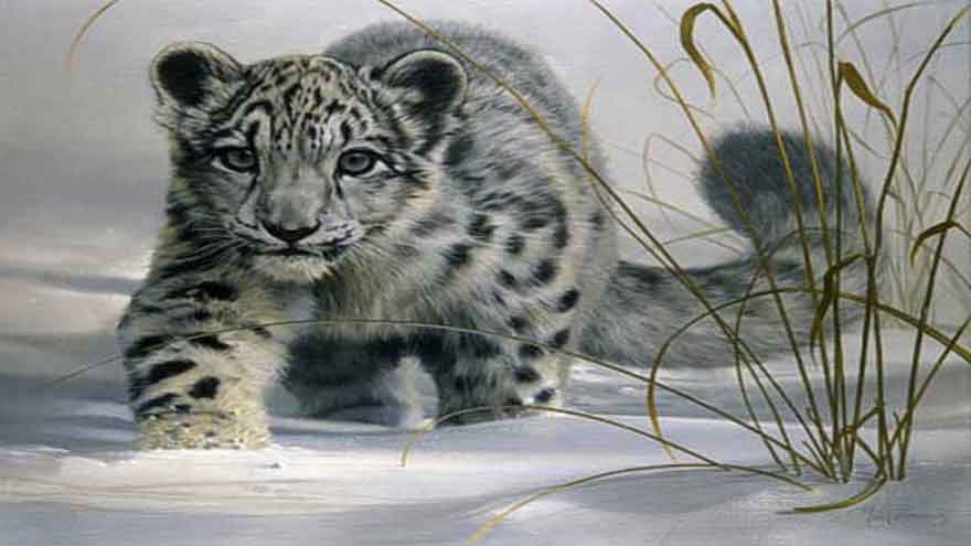 Rare snow leopard found dead in Chitral mountains