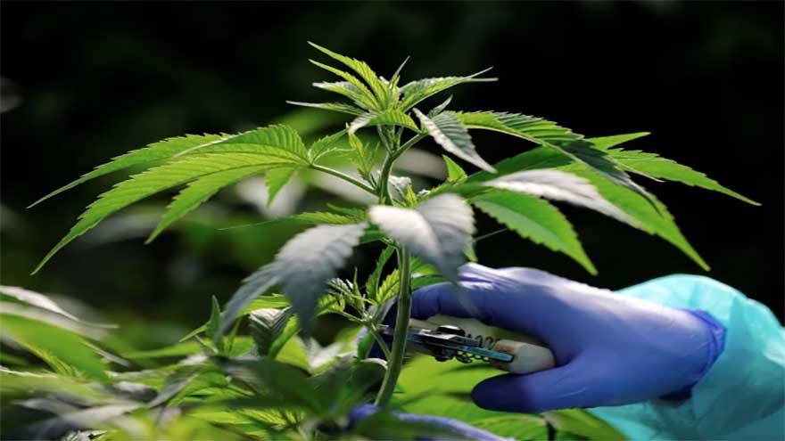 Pakistan rolls out first national policy to regulate cannabis use and support economic growth