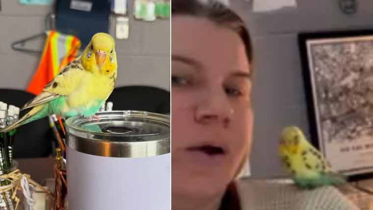  قید سے فرار پالتو طوطی معجزانہ طور پر مالک کو دوبارہ مل گئی