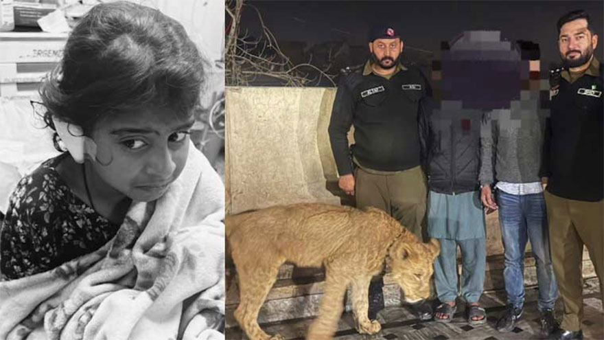 Pet lion attack injures minor girl in Lahore