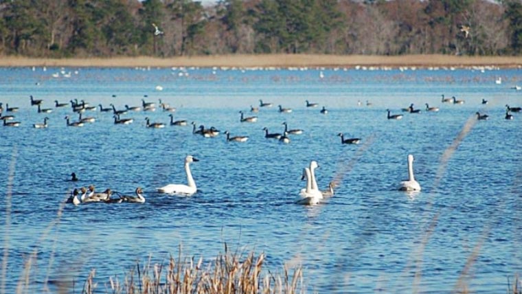 ہالیجی جھیل: مہمان پرندوں کا مسکن