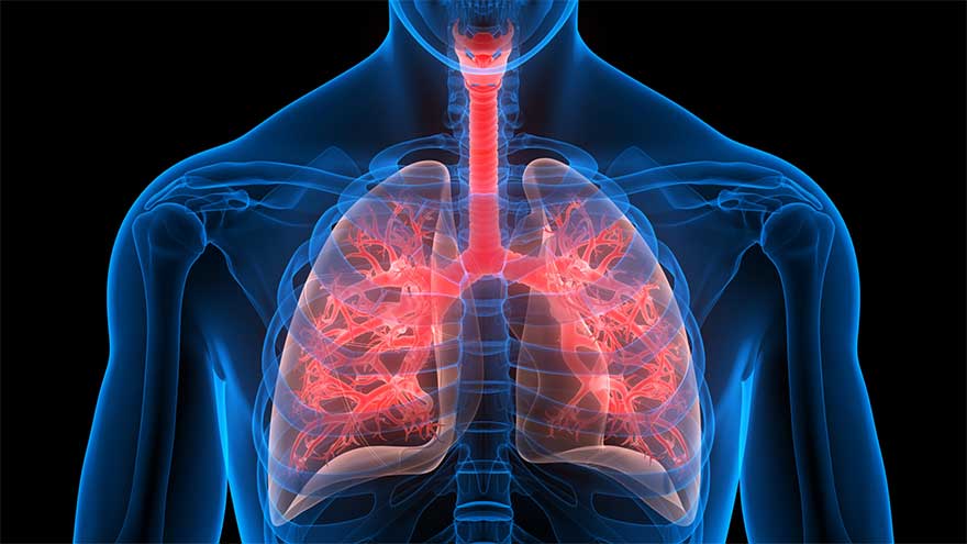 Scientists develop 'human lung-on-a-chip' to study disease responses