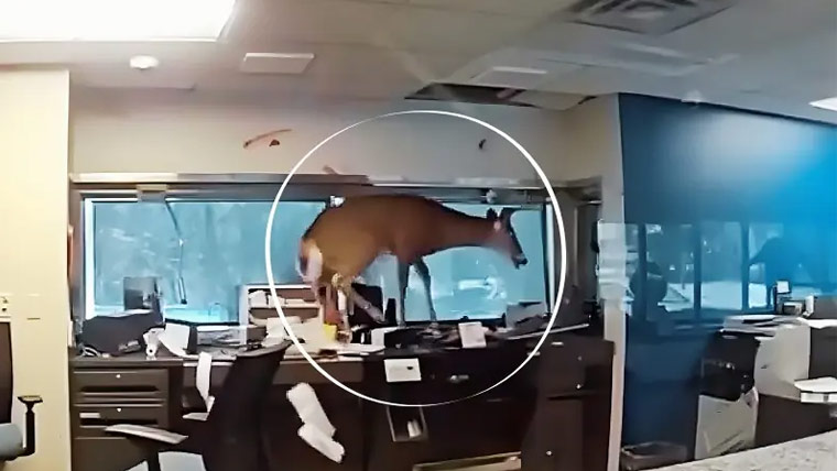 نیویارک کے بینک میں ہرن کی توڑ پھوڑ: ویڈیو وائرل
