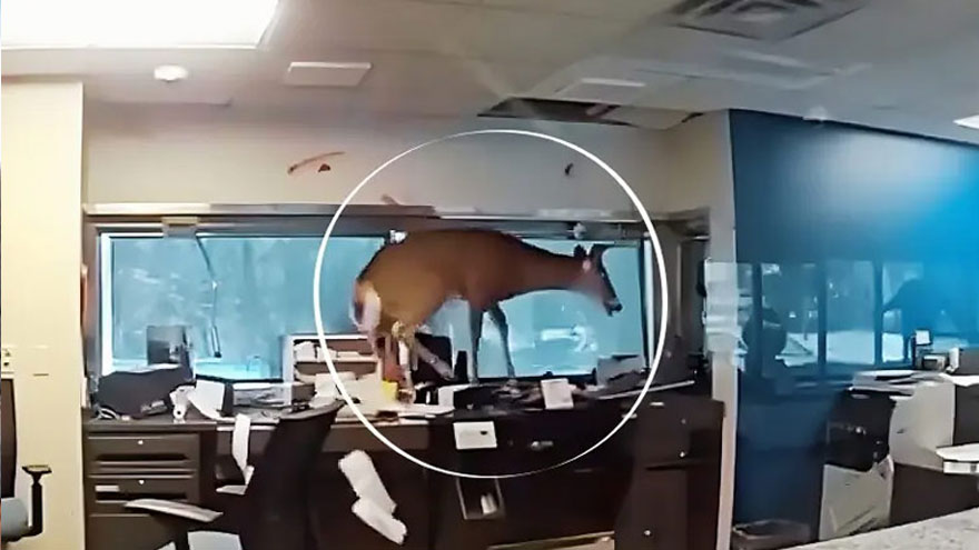 Chaos erupts as deer crashes into New York bank  