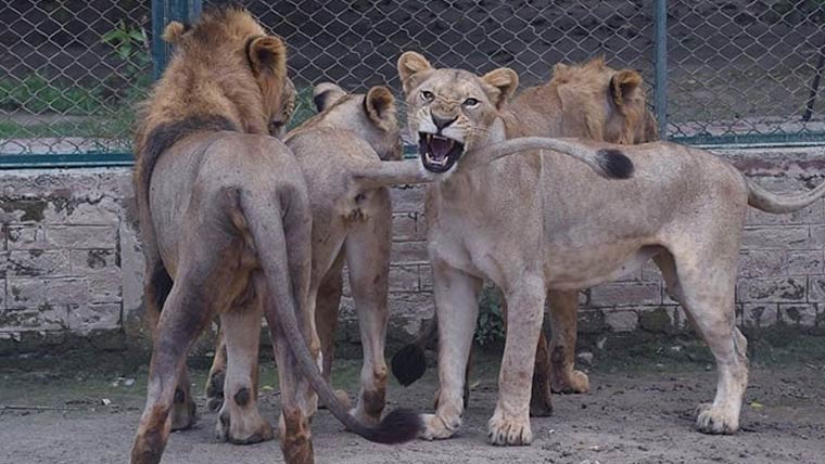 فیصل آباد: شیر کا وائلڈ لائف ٹیم پر حملہ، ایک اہلکار زخمی