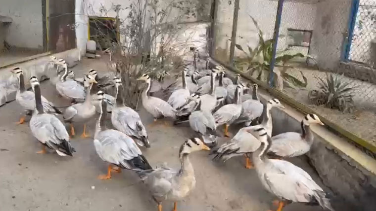 محکمہ جنگلات کی کارروائی، ہنس نسل کی44 بطخیں برآمد