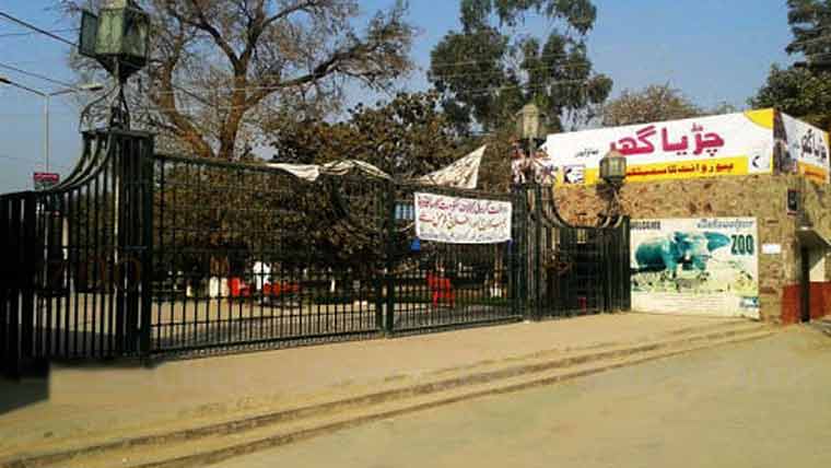 پاکستان کے معروف شہر میں انوکھا واقعہ رپورٹ، جہاں چڑیا گھر سے 5 بندر فرار