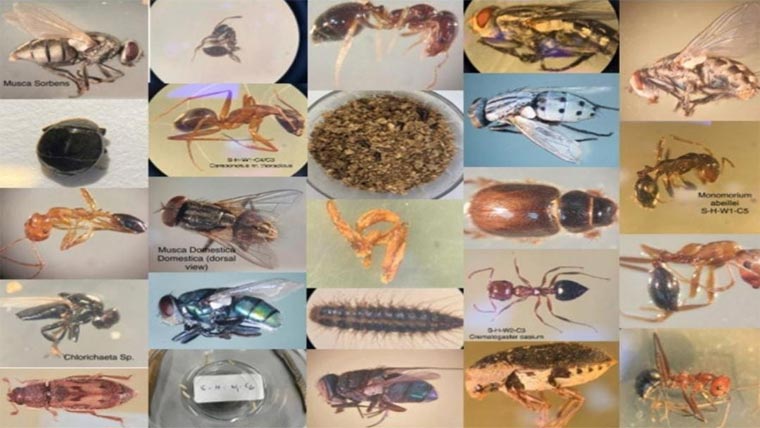 دبئی پولیس کا مخصوص کیڑوں کی مدد سے موت کے وقت اور وجوہات کا تعین