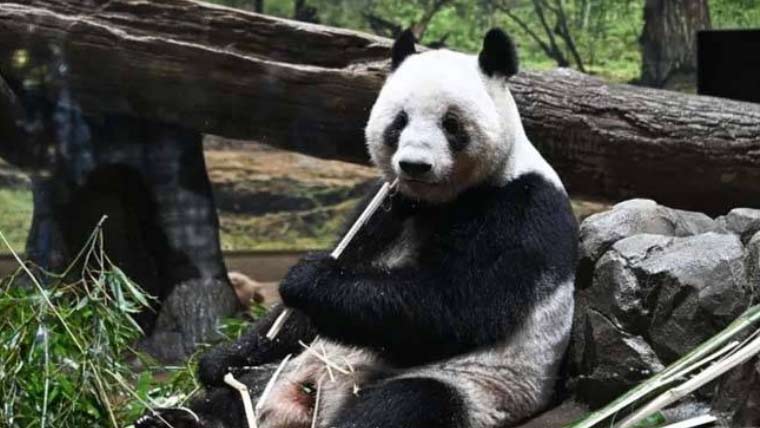 پانڈا سفارتکاری کا خاتمہ: جاپان کا آخری 2 پانڈا چین کو واپس بھیجنے کا اعلان