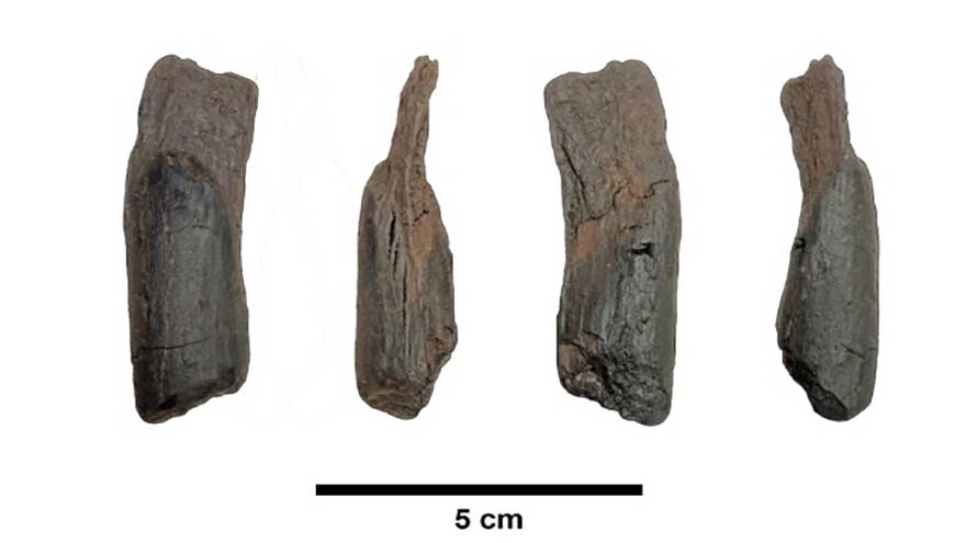 430,000-year-old stick found in Greece among humanity's oldest wooden tools