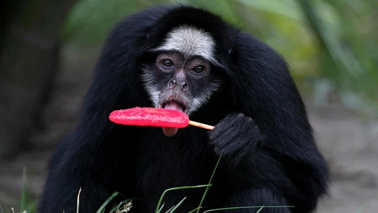 جانوروں کو شدید گرمی سے بچانے کیلئے پاپسیکلز دی جانے لگیں