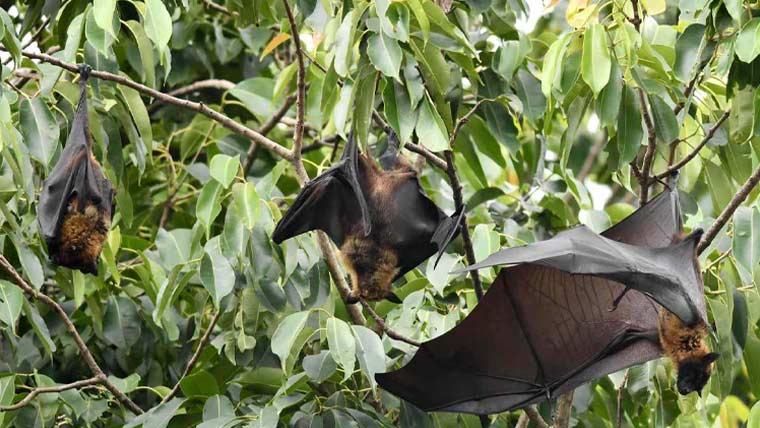 بھارت میں کورونا سے بھی مہلک وائرس پھوٹ پڑا، ٹی 20 ورلڈ کپ متاثر ہونے کا خدشہ