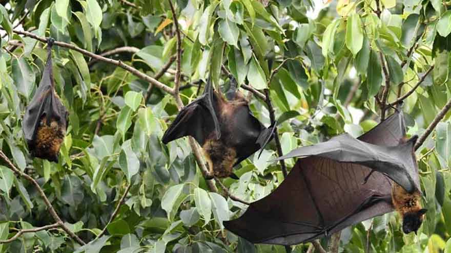Deadlier than COVID-19: Nipah virus outbreak triggers emergency in India