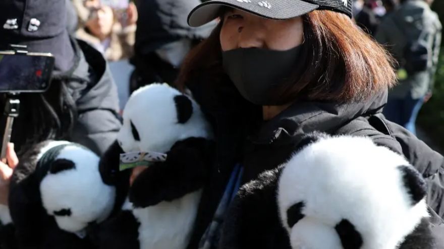 Japan's last pandas leave Ueno Zoo for China amid strained ties