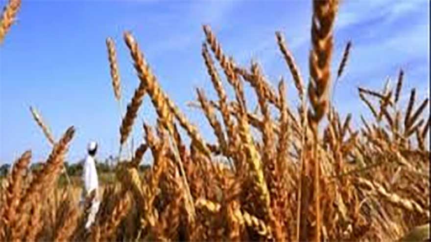 Govt assures adequate wheat stocks across all provinces