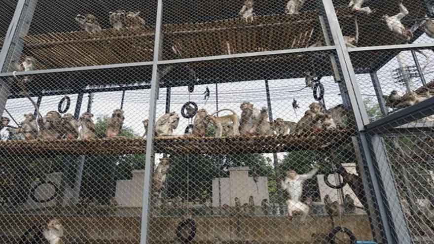 Nearly 100 monkeys escape enclosure in Thailand, search underway