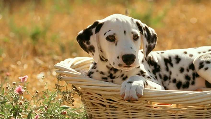 China launches dog rental service for pet lovers without long-term commitment