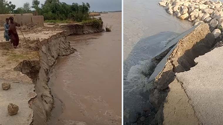 دریائے سندھ اور چناب کا کٹاؤ شدت اختیار کر گیا، چارہ کھاتی بھینس بھی بہہ گئی