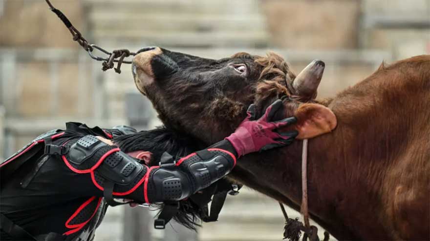 China's bull wrestlers fight to keep tradition alive