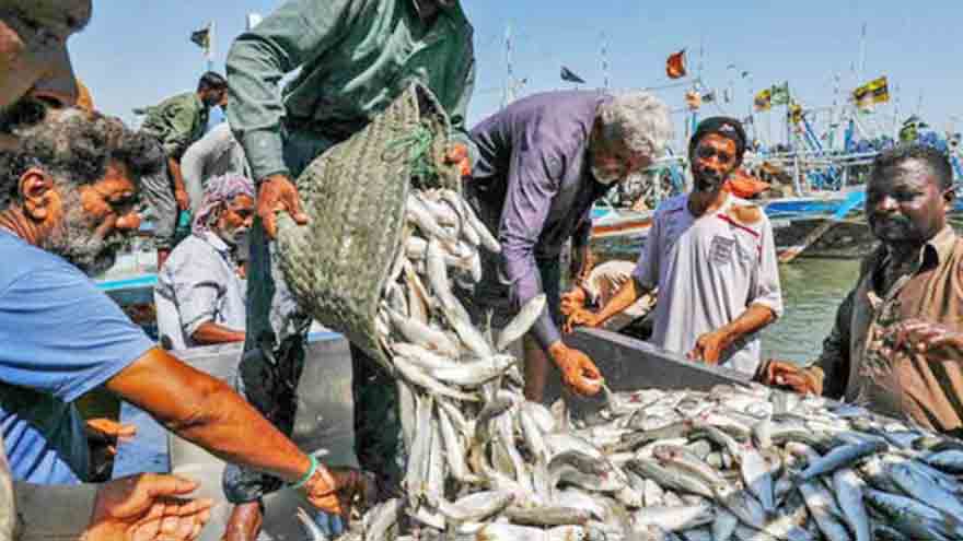 Pakistan's seafood exports reach record $568 million