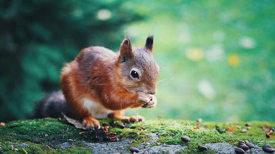Squirrel escapes from parcel, causes stir at Meta's Bangkok office