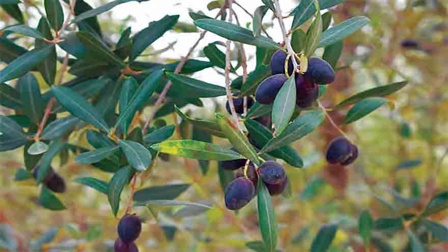 Pakistan wins gold medal at Dubai olive oil contest