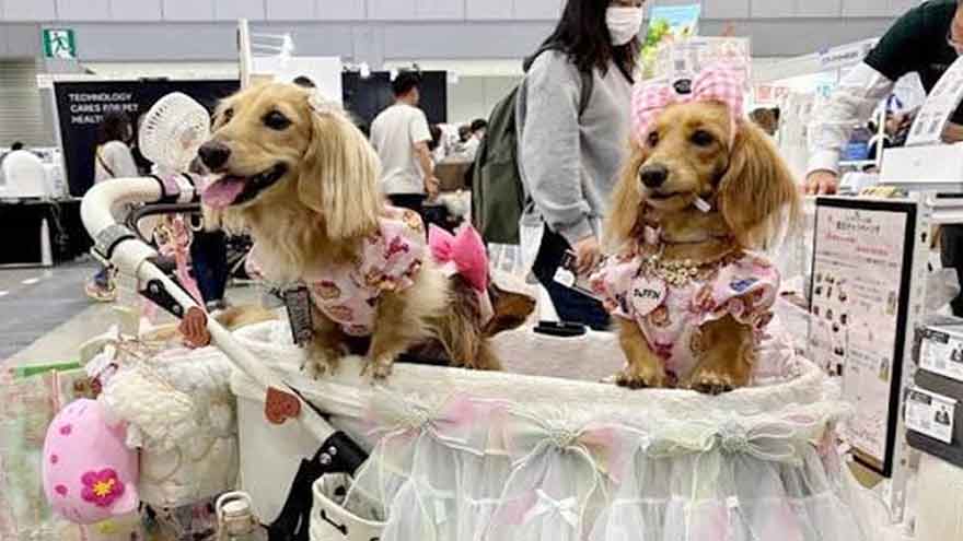 Japan's pet population surpasses number of children as companies shift to pet products