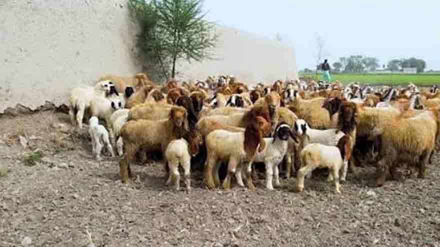 Six arrested after shepherd allegedly assaulted, robbed in Bahawalnagar