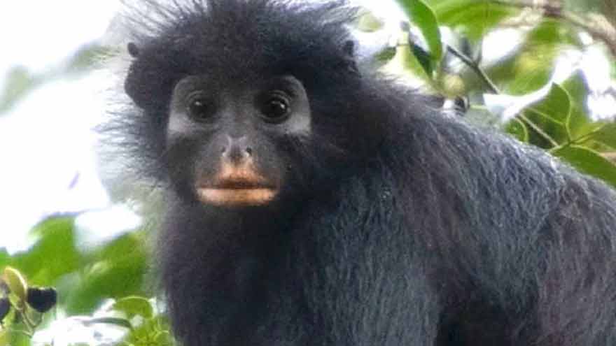 New monkey species with orange lips discovered in Congo rainforest