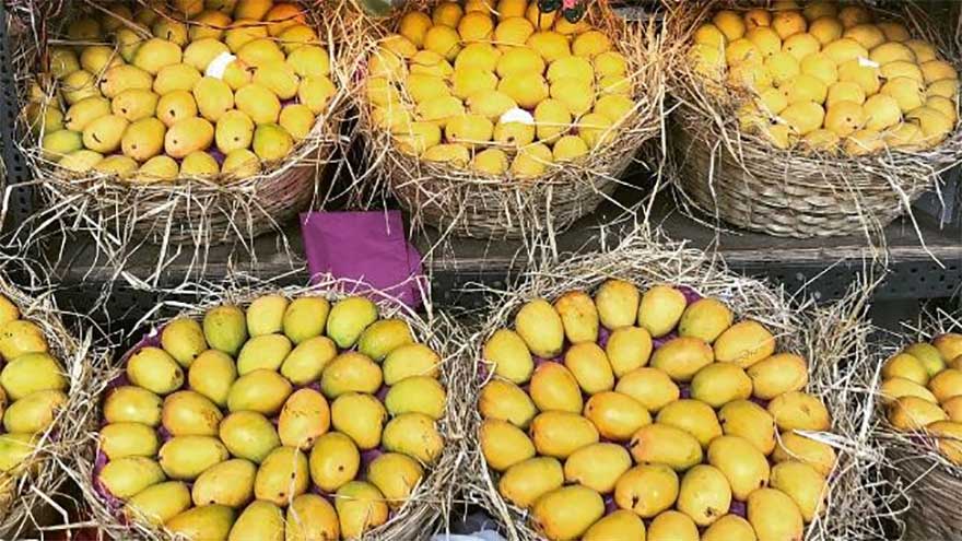 Pakistan cuts mango export target by 30,000 tons as Mideast crisis disrupts markets