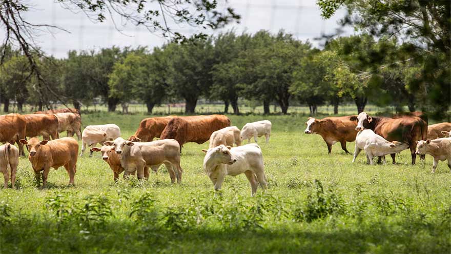 US races to contain flesh-eating parasite screwworm, reports no further cases