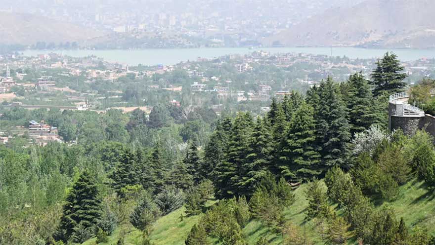 From poplars to pistachios, Afghans rediscover the value of trees