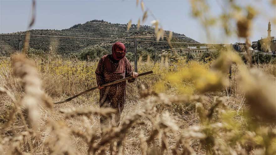 Facing settler violence, Palestinian farmers race to harvest