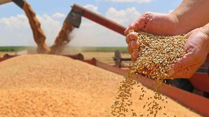 Punjab to buy one million metric tonnes of wheat from PASSCO