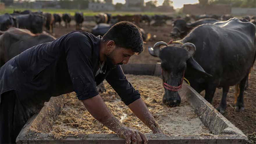 Pakistan to export buffalo genetics to China, eyes $25million exports
