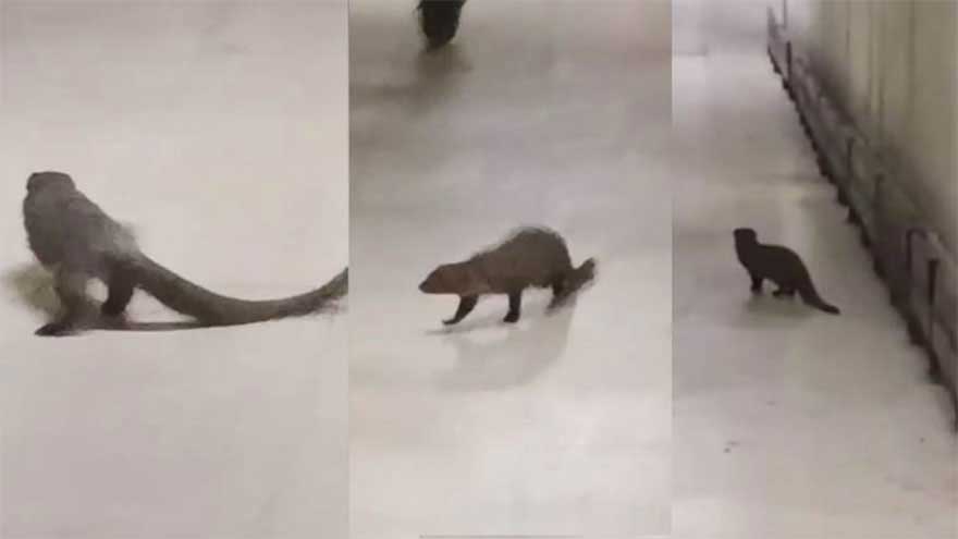 Mongoose bite linked to first rabies death reported in Pakistan this year