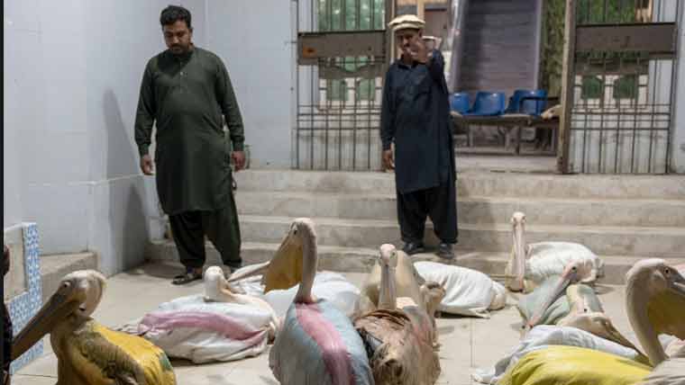 حیدرآباد میں محکمہ وائلڈ لائف نے 16 نایاب پرندوں کی سمگلنگ ناکام بنا دی