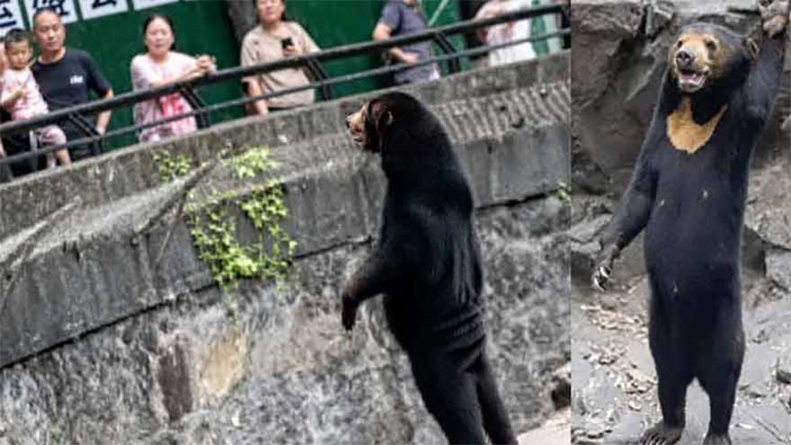 Job opportunity as a bear in China with an annual salary of 4.1 million rupees announced