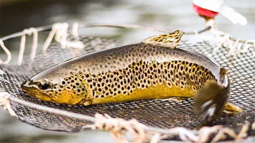 Swat's trout fish farmers struggling to revive business after 2022 floods