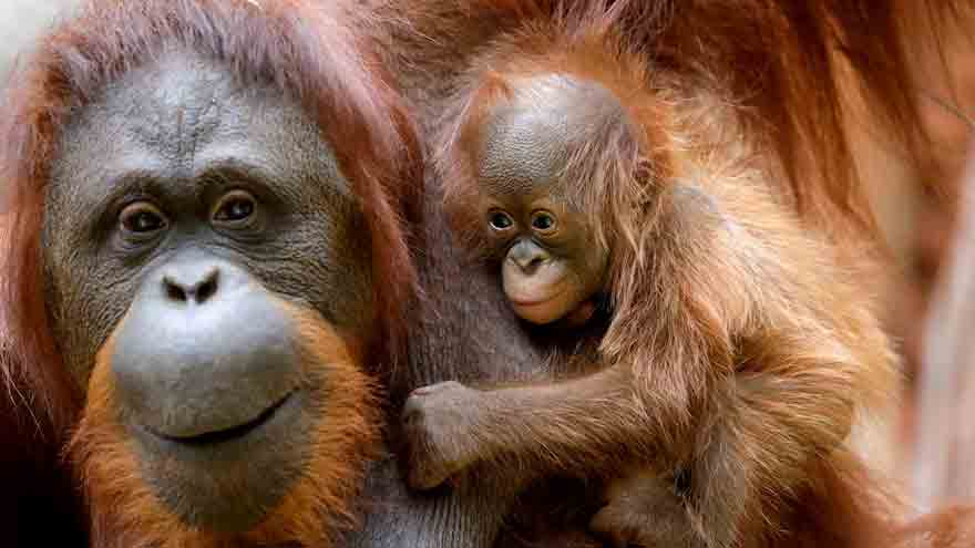 Humans and great apes show similar rhythmic pattern in laughter