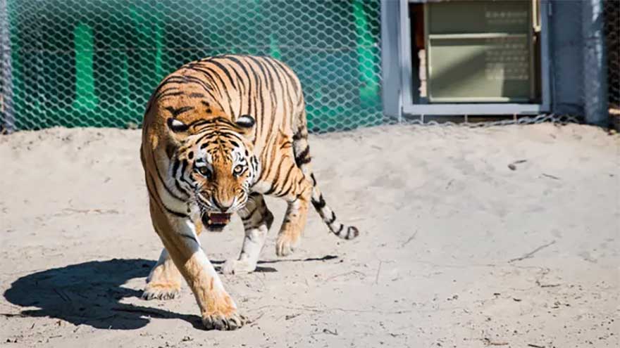 Kazakhstan plants tens of thousands of trees to reintroduce tigers