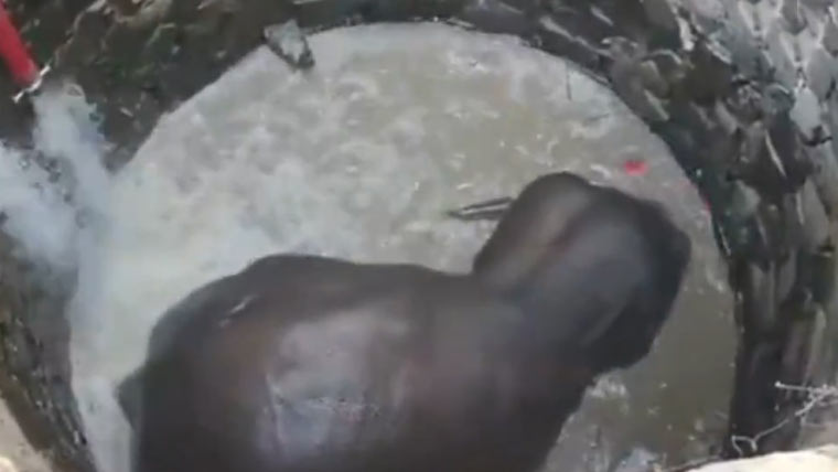 30 فٹ گہرے کنویں میں گرنے والے ہاتھی کو بغیر کرین نکال لیا گیا