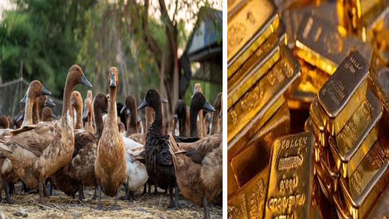 بطخ کے پیٹ سے بھاری مالیت کا سونا برآمد